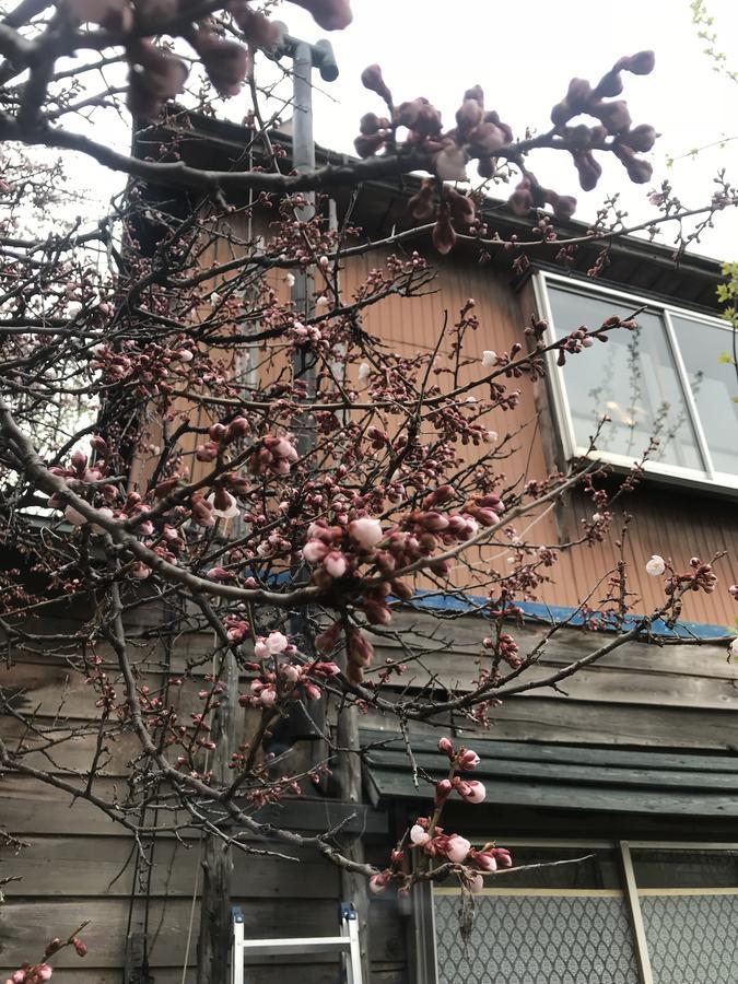 فندق Shabby House سابورو المظهر الخارجي الصورة